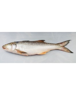 Ikan Senangin (XL) 马友鱼 (特大) Fourfinger Threadfin (XL) / Ma Yau (XL)