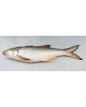 Ikan Senangin (XL) 马友鱼 (特大) Fourfinger Threadfin (XL) / Ma Yau (XL)