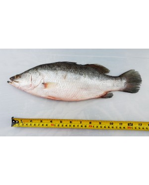 Ikan Siakap 石甲鱼 Seabass