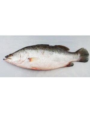 Ikan Siakap 石甲鱼 Seabass