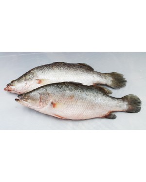 Ikan Siakap 石甲鱼 Seabass