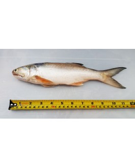 Ikan Senangin (L) 马友鱼 (大) Fourfinger Threadfin (L) / Ma Yau (L)