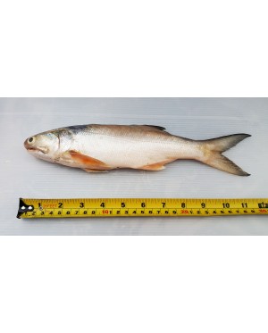 Ikan Senangin (L) 马友鱼 (大) Fourfinger Threadfin (L) / Ma Yau (L)