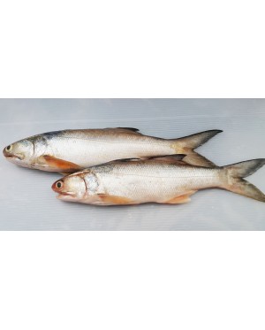 Ikan Senangin (L) 马友鱼 (大) Fourfinger Threadfin (L) / Ma Yau (L)