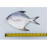 Ikan Bawal Putih (XL) 白鲳鱼 (特大) Local White Pompret (XL)