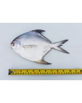 Ikan Bawal Putih (XL) 白鲳鱼 (特大) Local White Pompret (XL)