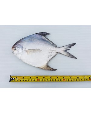 Ikan Bawal Putih (XL) 白鲳鱼 (特大) Local White Pompret (XL)