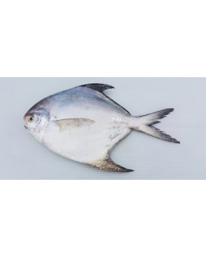Ikan Bawal Putih (XL) 白鲳鱼 (特大) Local White Pompret (XL)