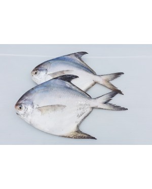 Ikan Bawal Putih (XL) 白鲳鱼 (特大) Local White Pompret (XL)