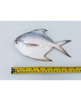 Ikan Bawal Putih (L) 白鲳鱼 (大) Local White Pompret (L)