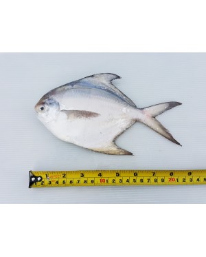 Ikan Bawal Putih (L) 白鲳鱼 (大) Local White Pompret (L)