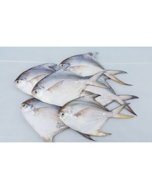 Ikan Bawal Putih (L) 白鲳鱼 (大) Local White Pompret (L)