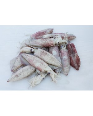 Sotong (L) 花枝 (大) Squid (L) - per 500g