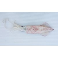 Sotong (L) 花枝 (大) Squid (L) - per 500g