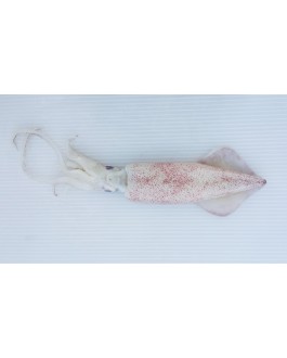 Sotong (L) 花枝 (大) Squid (L) - per 500g