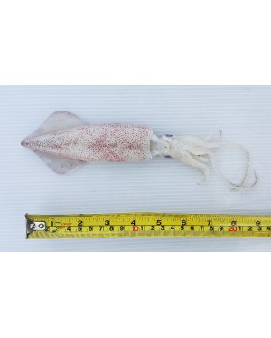 Sotong (L) 花枝 (大) Squid (L) - per 500g