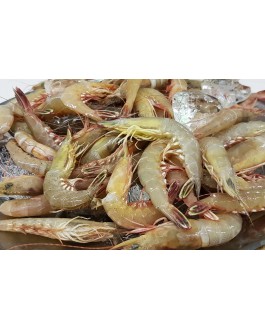 Udang Tajam 尖虾
