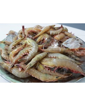 Udang Tajam 尖虾