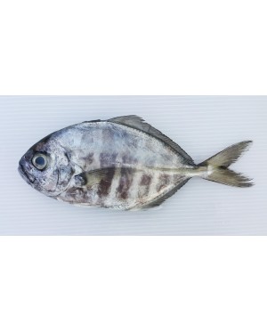 Ikan Daging 黑肉鱼