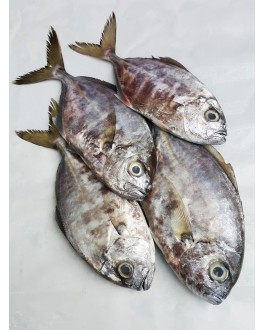Ikan Daging 黑肉鱼