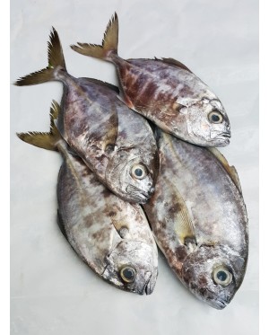 Ikan Daging 黑肉鱼