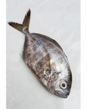 Ikan Daging 黑肉鱼