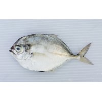 Ikan Bawal Cermin 镜鲳鱼 Silver Pompret