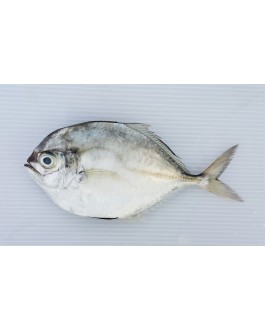 Ikan Bawal Cermin 镜鲳鱼 Silver Pompret