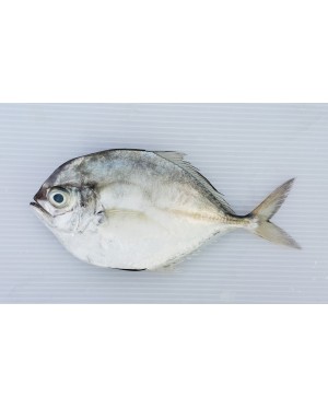 Ikan Bawal Cermin 镜鲳鱼 Silver Pompret