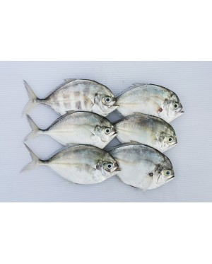 Ikan Bawal Cermin 镜鲳鱼 Silver Pompret