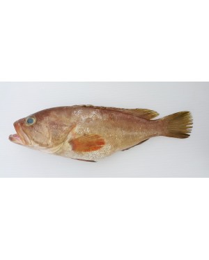 Ikan Kerapu Minyak 油斑鱼 Grouper