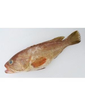 Ikan Kerapu Minyak 油斑鱼 Grouper