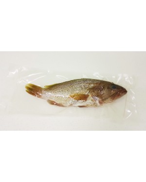 Ikan Kerapu Minyak 油斑鱼 Grouper