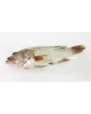 Ikan Kerapu Minyak 油斑鱼 Grouper