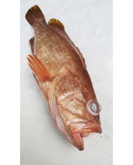 Ikan Kerapu Minyak 油斑鱼 Grouper