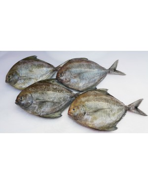 Ikan Bawal Hitam (L) 黑鲳鱼 (大) Local Black Pompret (L)