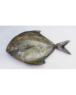 Ikan Bawal Hitam (L) 黑鲳鱼 (大) Local Black Pompret (L)