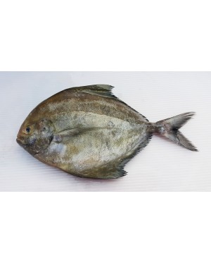 Ikan Bawal Hitam (L) 黑鲳鱼 (大) Local Black Pompret (L)