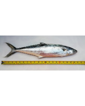 Ikan Tenggiri Papan 马鲛鱼 Mackerel