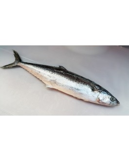 Ikan Tenggiri Papan 马鲛鱼 Mackerel