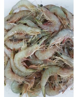 Udang Besar (M) 明虾 (中) Big Prawn (M)