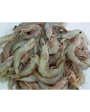 Udang Besar (M) 明虾 (中) Big Prawn (M)