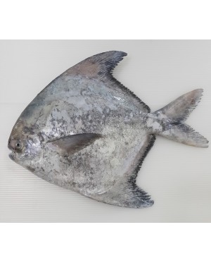 Ikan Bawal Putih Tambah (XL) 斗底鲳鱼 (特大) Local Chinese Pompret (XL)