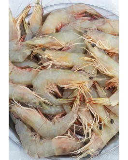 Udang Besar (L) 明虾 (大) Big Prawn (L)