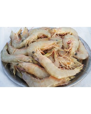 Udang Besar (L) 明虾 (大) Big Prawn (L)