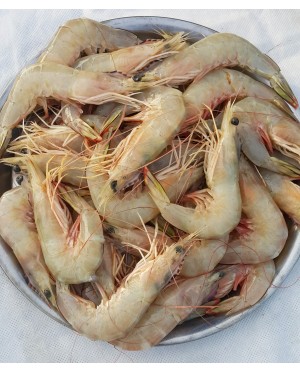 Udang Besar (L) 明虾 (大) Big Prawn (L)