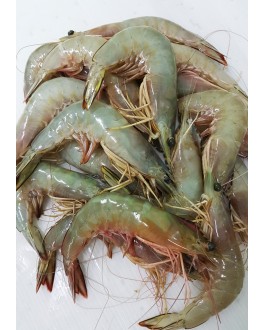 Udang Besar (XL) 明虾 (特大) Big Prawn (XL)