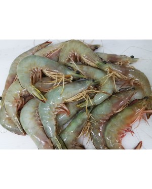 Udang Besar (XL) 明虾 (特大) Big Prawn (XL)