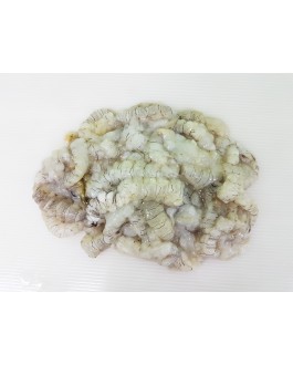 Udang Lipan 虾蛄 Mantis shrimp