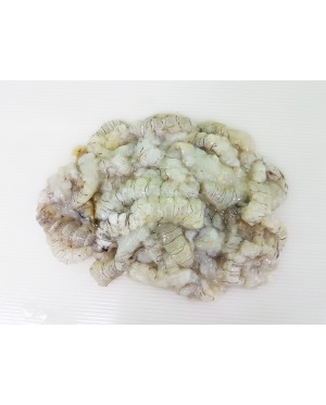 Udang Lipan 虾蛄 Mantis shrimp